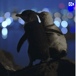 St Kilda Penguins - Source Tobias Visuals on Instagram